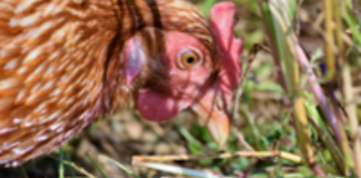 Avian influenza identified at Powys premises